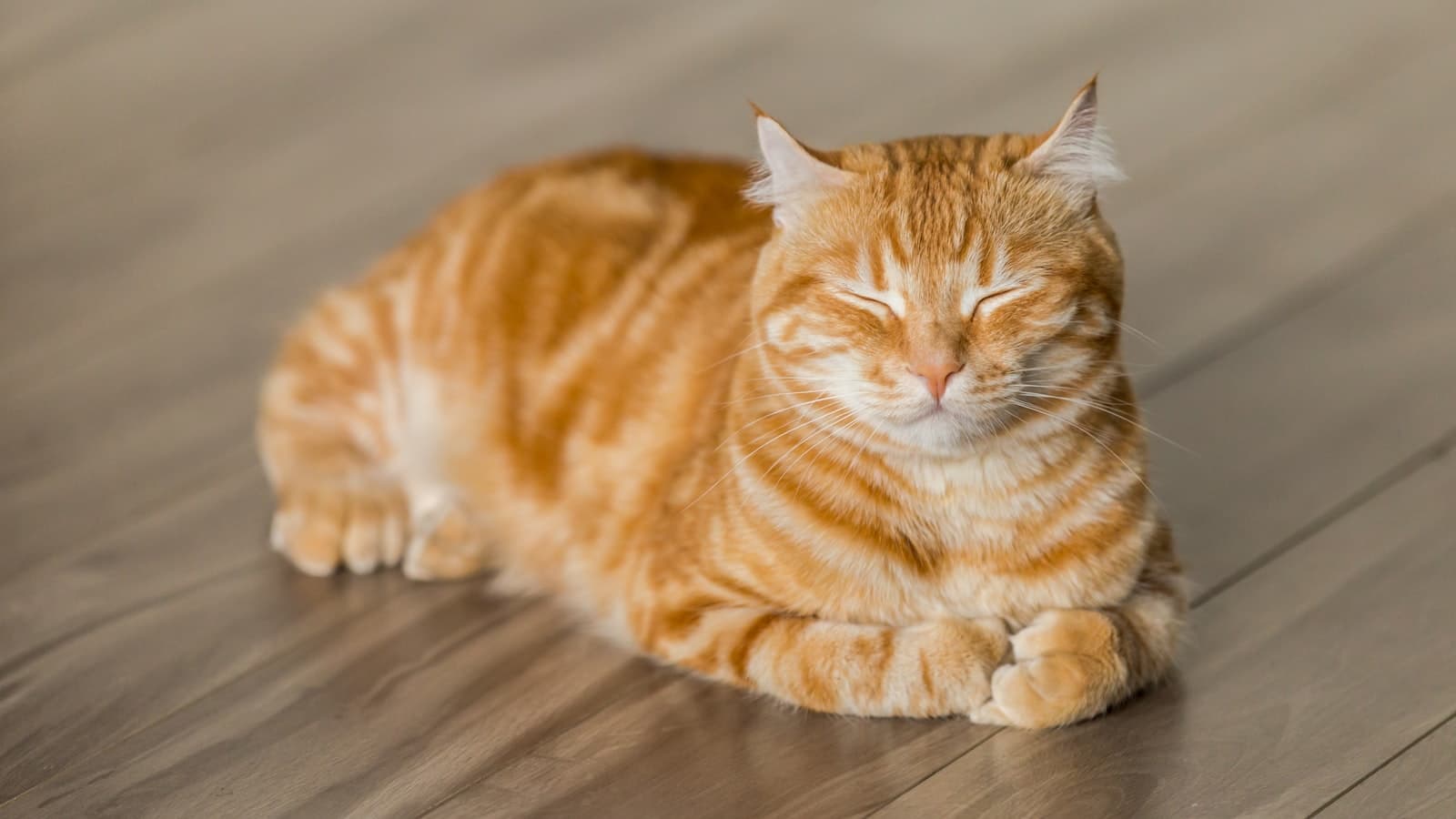 Cat Meme Generator preview