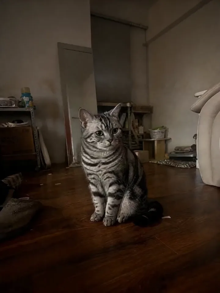 Muted autoplay AI cat video remix example with an explosion effect