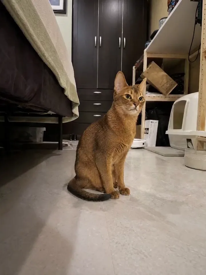 Muted autoplay cat video remix example with a galaxy effect