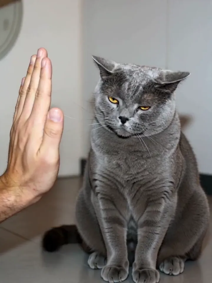 Muted autoplay AI cat video remix example with a high five effect