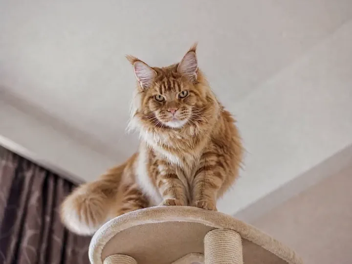 Muted autoplay AI cat video remix example with a little demon effect