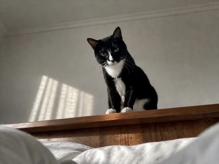 Muted autoplay cat video remix example with a thunder god effect