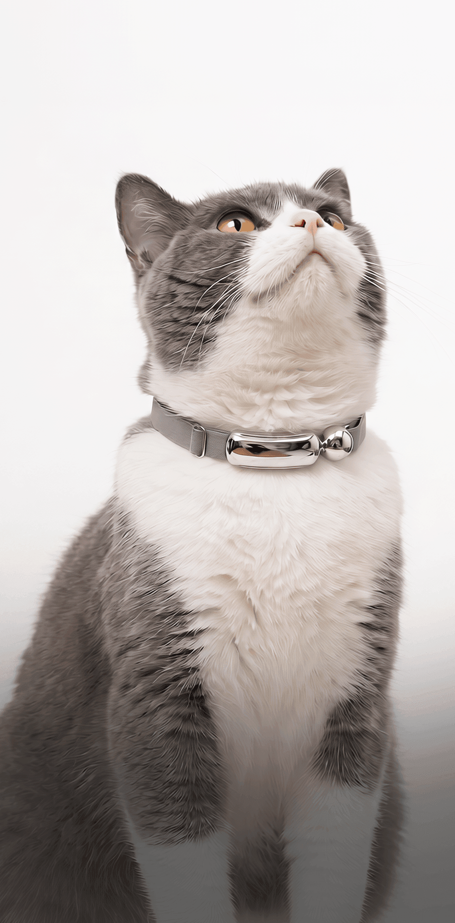 Cat wearing the KittyFx collar