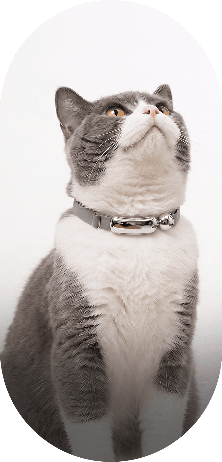 Cat wearing the KittyFx collar